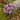 Crocus sativus calibre 11/+ - BIO