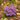 Crocus sativus Größe 11/+
