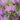Crocus sativus calibre 10/11 - BIO