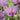 Crocus sativus -BIO- Größe 9/10 ● Bestellmenge über 2500 Zwiebeln