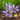 Crocus sativus -BIO- Größe 8/9 ● Bestellmenge über 2500 Zwiebeln