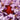 Crocus sativus calibro 10/11 ● Ordini oltre 2500 bulbi