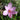 Crocus sativus calibro 9/10 ● Ordini oltre 2500 bulbi