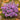Crocus sativus calibro 8/9 ● Ordini oltre 2500 bulbi