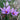 Crocus sativus calibro 7/8 ● Ordini oltre 2500 bulbi