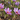 Crocus sativus in October: What to Expect After Planting