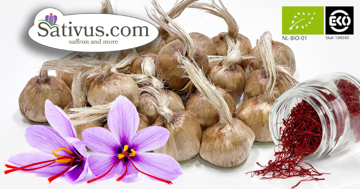 Sativus